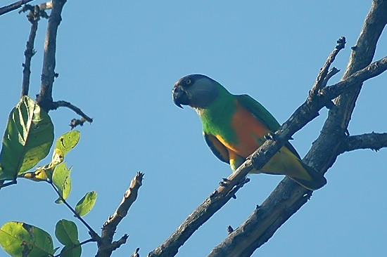 Senegal Parrot.JPG